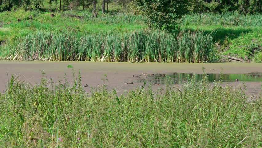 On a lake covered with aquatic vegetation, wild ducks float in the middle of the water body. Captured from a distance.