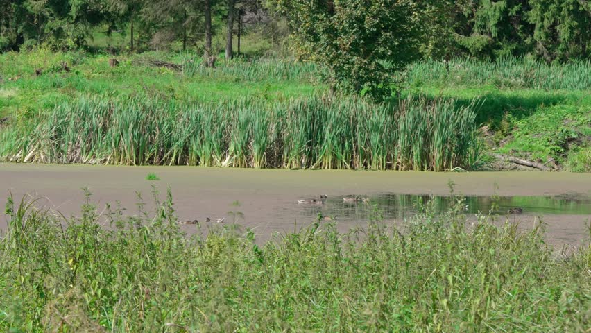 On a lake covered with aquatic vegetation, wild ducks float in the middle of the water body. Captured from a distance.