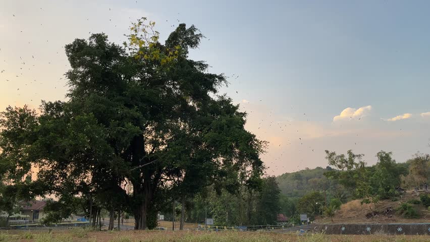 Large sacred banyan tree standing on open field under blue sky with small birds flying in warm afternoon light.