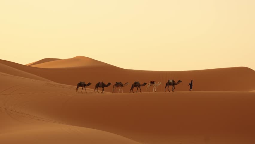 A camel caravan led by a desert guide walks over golden Sahara dunes in Morocco