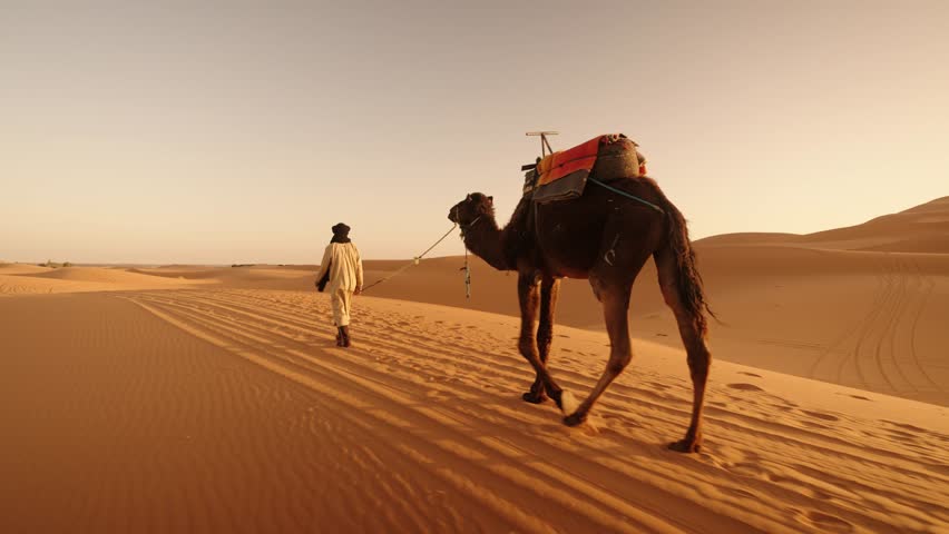 Berber man guides a camel across golden Sahara sand dunes in warm evening light
