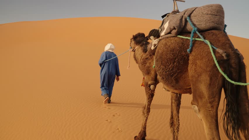 A Moroccan guide in blue robe leads a saddled dromedary through Sahara sands