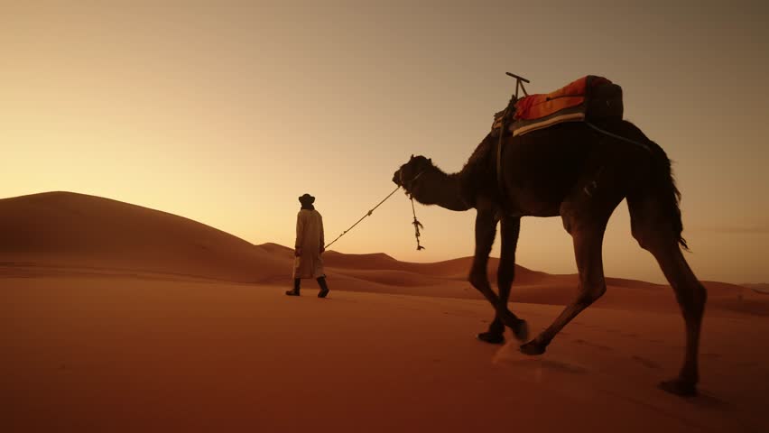 A desert guide walks with his saddled dromedary camel during sunset in Morocco's Sahara