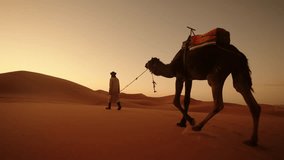 A desert guide walks with his saddled dromedary camel during sunset in Morocco's Sahara - Powered by Shutterstock - Get 15% off with code: PIKWIZARD15