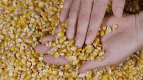 Slow Motion Dried Corn Grains Falling on Hands Farmer Texture Background Close Up. GMO Corn Kernels Maize Macro Shot. Organic Healthy Food. Slow Motion Farmer Holding Organic Corn Maize in Hands
 - Powered by Shutterstock - Get 15% off with code: PIKWIZARD15