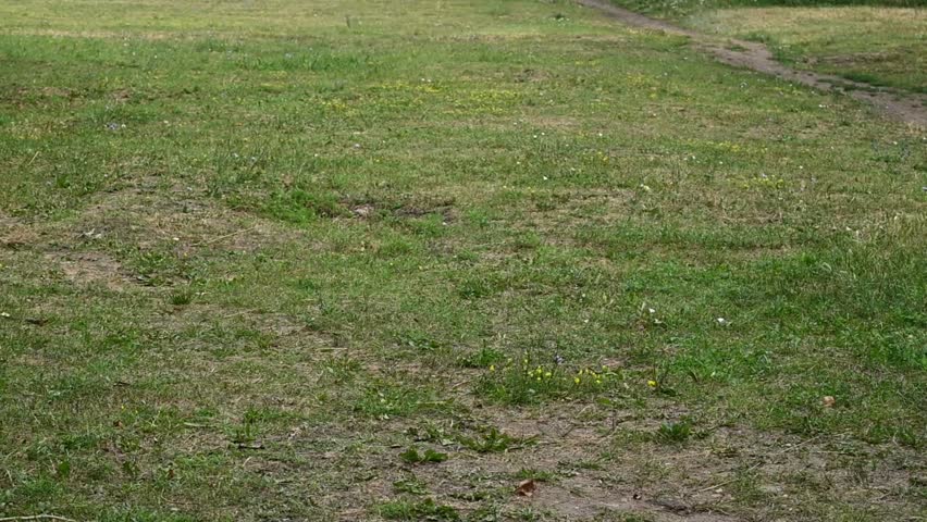 Jack Russell Terrier runs joyfully across a grassy field chasing a ball. small dog eagerly chases a ball across a green field.