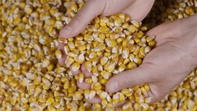 Slow Motion Dried Corn Grains Falling on Hands Farmer Texture Background Close Up. GMO Corn Kernels Maize Macro Shot. Organic Healthy Food. Slow Motion Farmer Holding Organic Corn Maize in Hands
 - Powered by Shutterstock - Get 15% off with code: PIKWIZARD15