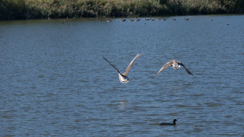 Greylag Geese (Anser anser) flying low over a lake. September, Kent, UK. (Slow motion x5)