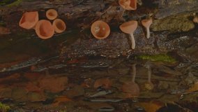  Close up of vibrant orange cup fungi growing on a decaying log in a misty forest setting, showcasing the delicate details and natural textures of the woodland environment. - Powered by Shutterstock - Get 15% off with code: PIKWIZARD15
