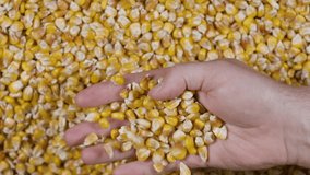 Slow Motion Dried Corn Grains Falling on Hands Farmer Texture Background Close Up. GMO Corn Kernels Maize Macro Shot. Organic Healthy Food. Slow Motion Farmer Holding Organic Corn Maize in Hands
 - Powered by Shutterstock - Get 15% off with code: PIKWIZARD15