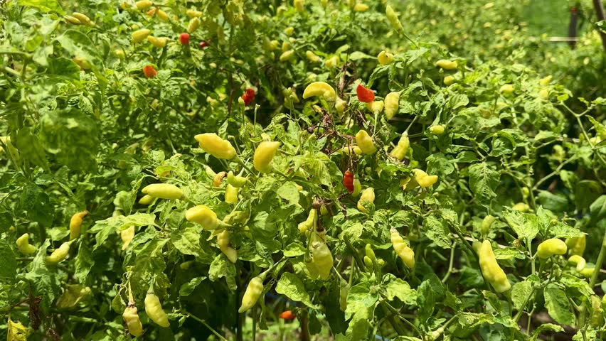 Fresh chili pepper farm under bright blue sky. Rows of green plants with ripe red chilies ready for harvest. Tropical agriculture with natural sunlight. Footgae, 4k