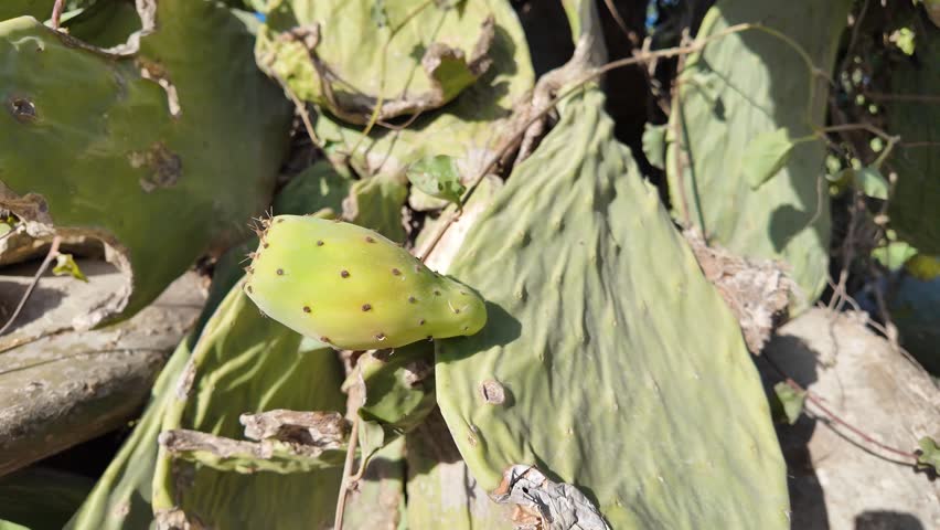 Prickly pear cactus with fruits