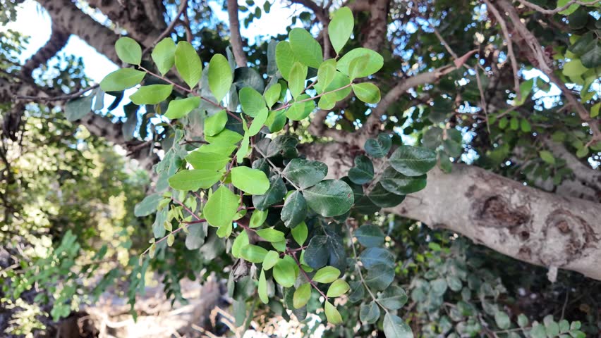 Green carob pods between green foliage on a tree closeup