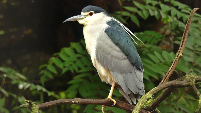 The black-crowned night heron (Nycticorax nycticorax) sits on a branch in the park.