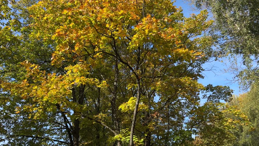 A picturesque scene of golden autumn trees under a clear sky, with colorful leaves gently falling to the ground. Sunlight illuminates the bright yellow, orange, and red leaves