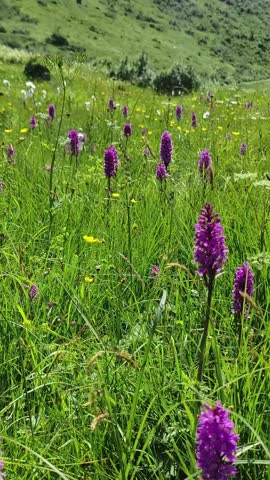 Summer Meadow with Purple Wildflowers and Lush Green Grass