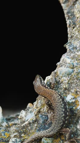 Lizard. close-up. an ordinary, small brown lizard is basking in the sun, sitting on a stone, next to some kind of tunnel. common garden reptile. summer day.