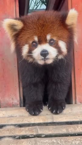 Adorable Red Panda Peeking Out.