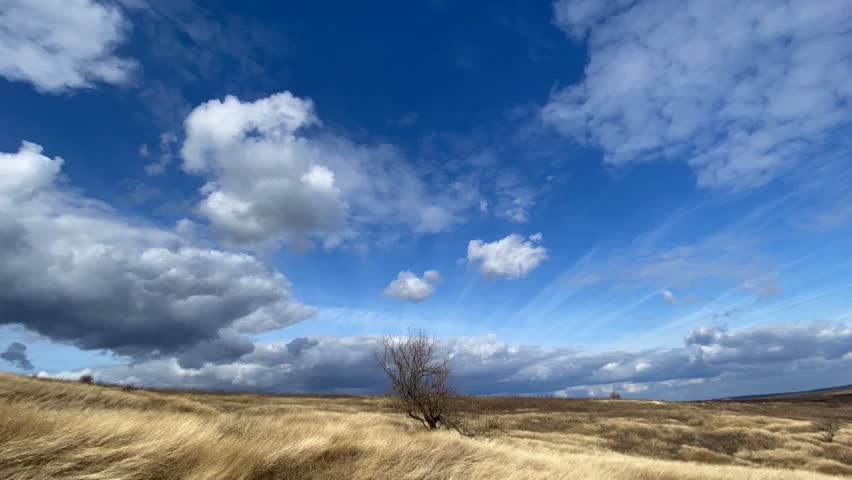 Timelapse. Yellow grass field with tree