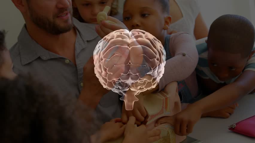 3D brain hologram materializing rotating teacher pointing and students touching model for education. Neuroscience, interactive, educational, visualization, learning, innovation, collaboration - Powered by Shutterstock - Get 15% off with code: PIKWIZARD15