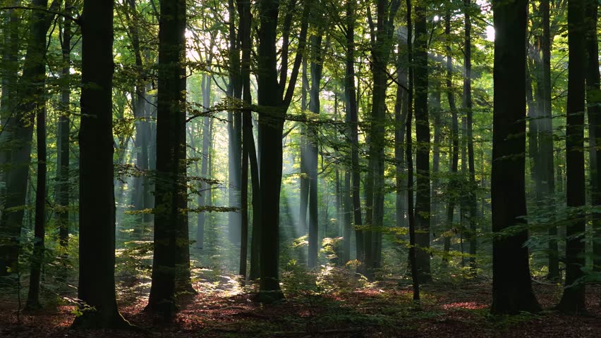 Sunny morning in green forest - aerial footage