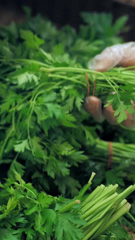 Fresh bunch of parsley in grocery. close-up. Fresh herbs on vegetable department counter, in supermarket. grocery. Organic and healthy food. Vegan and vegetarian food. food market. shopping.
