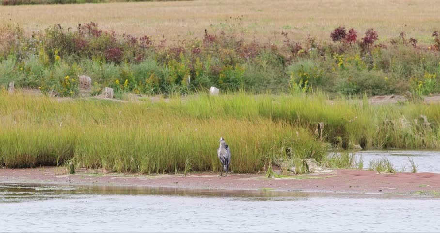 Footage of a Great Blue Heron bird located in Nova Scotia in Canada showing the bird stood in the middle of a lake surrounded by long reeds and grass blowing in the wind in the summer time