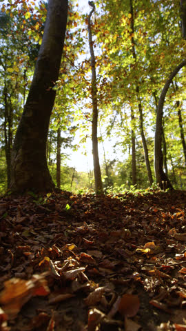 VERTICAL, LENS FLARE, LOW ANGLE VIEW: Woman and her dog walk along a sunny path covered in fallen autumn leaves. Sunlight shines brightly between their steps as they move through the forest in fall.