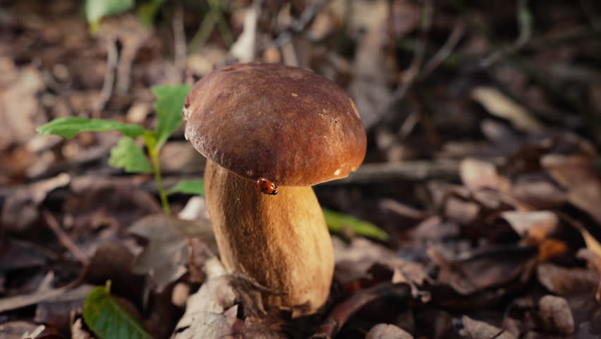 Wild Edible Porcini Mushroom - Boletus Growing In Forest Under Trees. Fungi. Ladybug crawls on mushrooms cap.