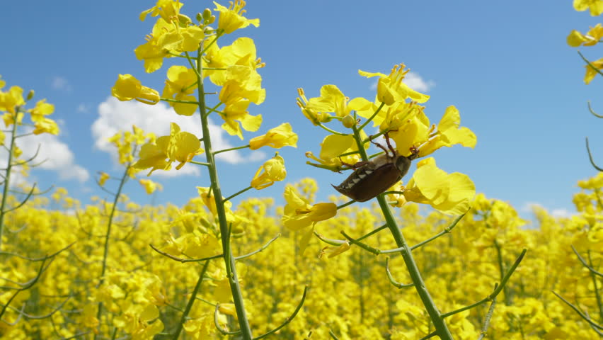 Big Beetle On Rapeseed Flower Yellow Blossom Canola Agriculture Field. Beautiful Blooming Rapeseed Field Blue Sky in Springtime. Close up of Yellow Flowers of Rape on Canola Background Blue Sky.