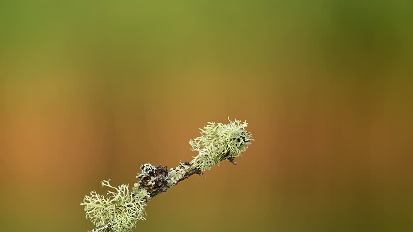 European Kingfisher ( Alcedo atthis ) in slow motion