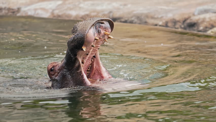Hippopotamus Open Mouth Bathing In Water. Enjoying Bath In Pond,Opening Wide Jaw