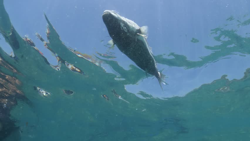 dead Lagocephalus sceleratus puffer fish on the sea surface underwater shot