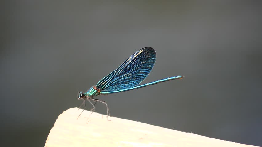dragon fly dark dragonfly blue macro  shot damselfly scenery