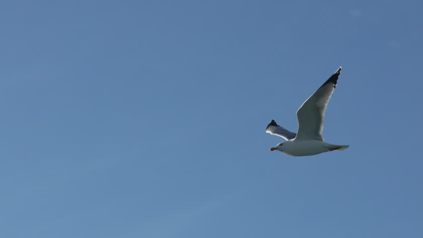 Seagull Flight Sky Coastal Bird Migration: Soaring Seabird, Daytime, Wildlife.