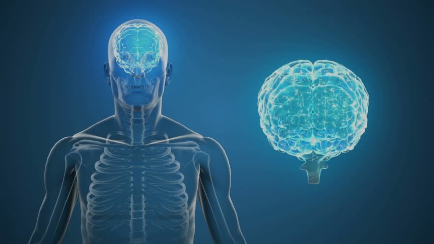 After map lines appearing cyan lit skeleton rotating pulsing brain connections and grid overlays. Anatomy, technology, innovation, digital, healthcare, science, visualization - Powered by Shutterstock - Get 15% off with code: PIKWIZARD15