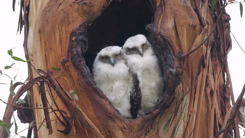 Powerful owl chicks in a tree hollow
