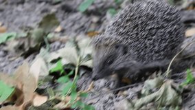 Captivating Footage of a Hedgehog in Its Natural Habitat, Foraging Among Fallen Leaves and Exploring the Forest Floor, a Wildlife Close-Up That Highlights the Beauty and Intricacies of Nature, Ideal - Powered by Shutterstock - Get 15% off with code: PIKWIZARD15