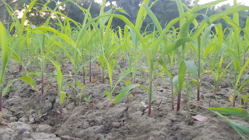 Young Corn Plants in Field