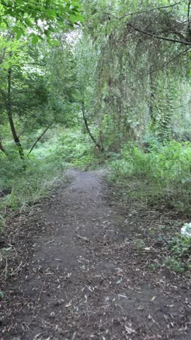 Embark on a serene journey along a tranquil forest trail, where lush greenery embraces a soft dirt path, sunlight filters through the canopy, inviting exploration and a sense of peace in nature