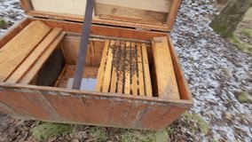 Beekeeper carefully inspecting a bee colony inside a wooden hive during winter, using a smoker and hive tool to manage the bees clustered on frames, assessing health and honey stores in snowy - Powered by Shutterstock - Get 15% off with code: PIKWIZARD15