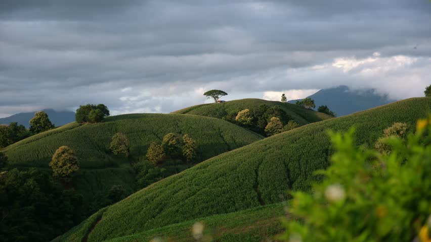 Mountains and corn field with dragonfly in Phrae, Thailand