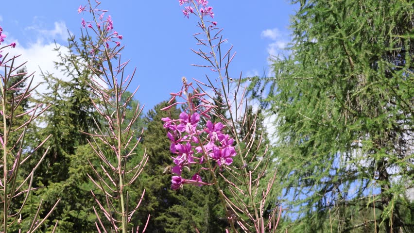 Part 1: Fireweed (Chamerion angustifolium, also known as Epilobium angustifolium) in Bloom with Alpine Trees and Blue Sky. Switzerland, August 17, 2025