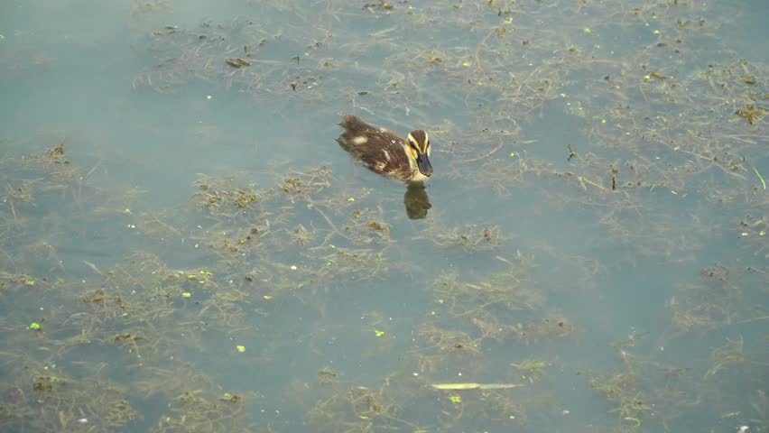 Peace as if walking on a lake... a day of the mallard duck family.A peaceful day for the mallard family, which follows the duckling, cuts the waves, and rises on the rocks and spreads its wing