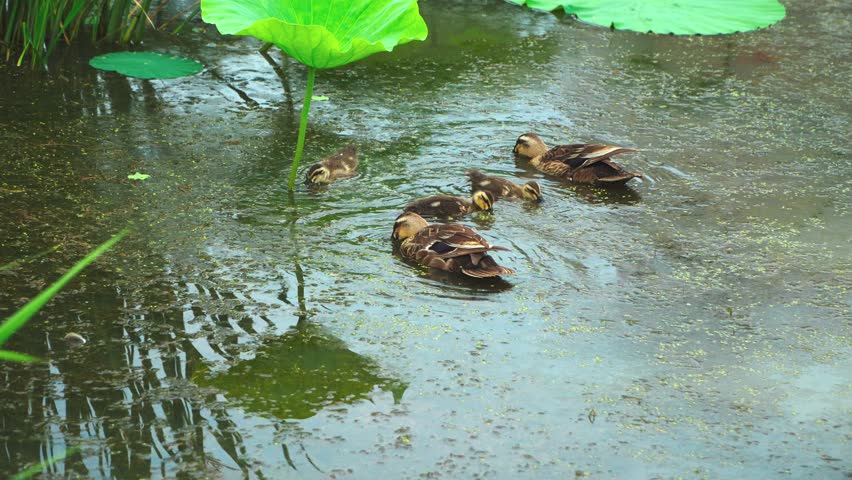Peace as if walking on a lake... a day of the mallard duck family.A peaceful day for the mallard family, which follows the duckling, cuts the waves, and rises on the rocks and spreads its wing
