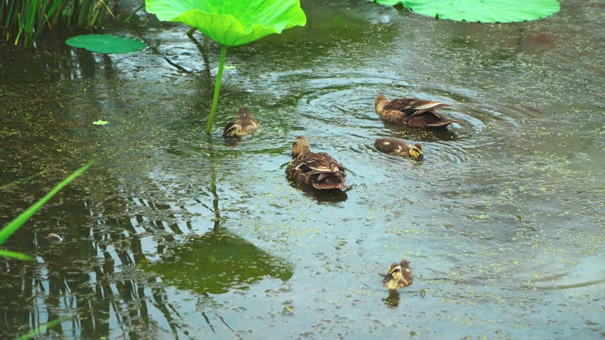 Peace as if walking on a lake... a day of the mallard duck family.A peaceful day for the mallard family, which follows the duckling, cuts the waves, and rises on the rocks and spreads its wing
