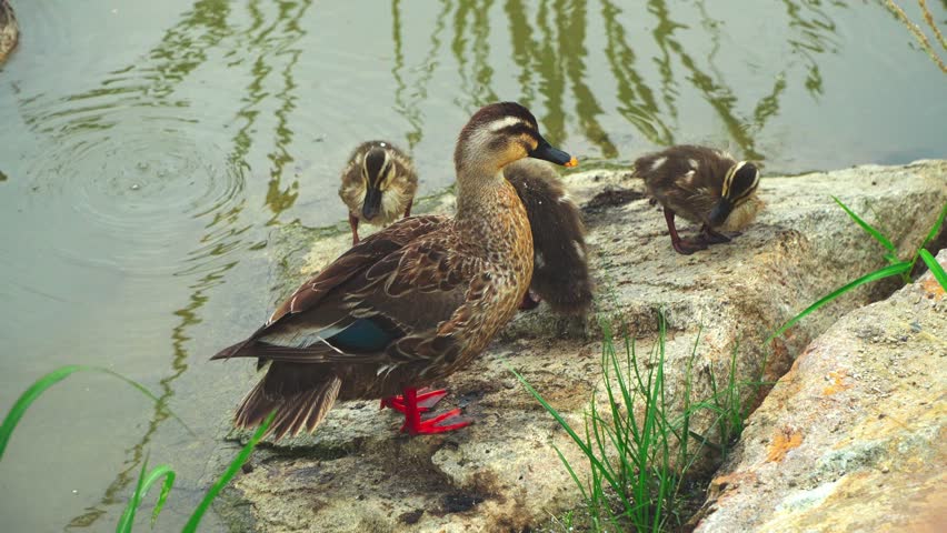 Peace as if walking on a lake... a day of the mallard duck family.A peaceful day for the mallard family, which follows the duckling, cuts the waves, and rises on the rocks and spreads its wing