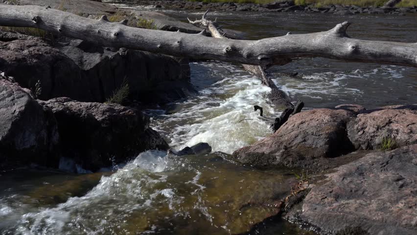 Scenic video of river rapids flowing over rocks with a fallen tree across the water. Fast current and white foam create a dynamic natural landscape.