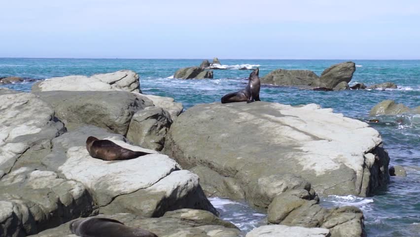 A large seal raises its head and yawns at a colony in Kaikoura, New Zealand. Other seals lounge on the rocks as waves crash around the lively coastal shoreline.