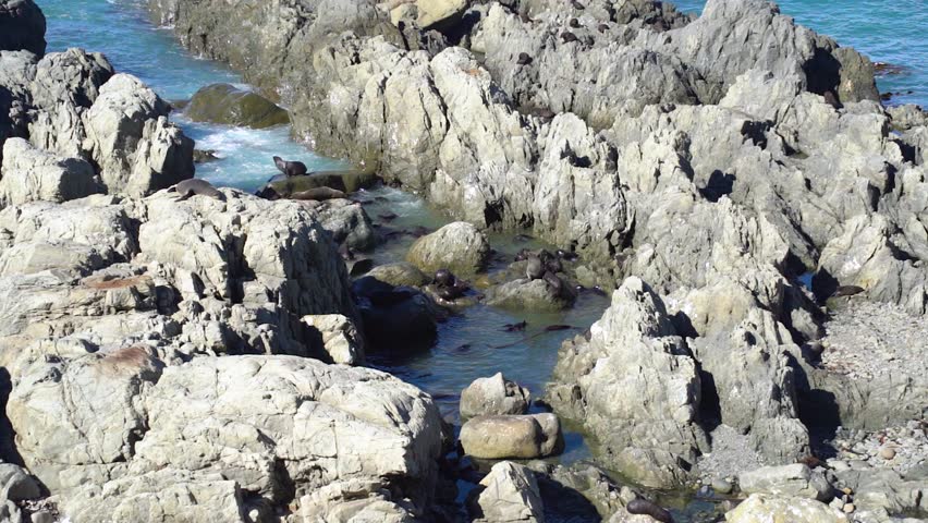 Close-up of a seal colony at Ohau Point Lookout in Kaikoura, New Zealand. Seals play, sunbathe, and swim among the rocks along the rugged coastal shoreline.